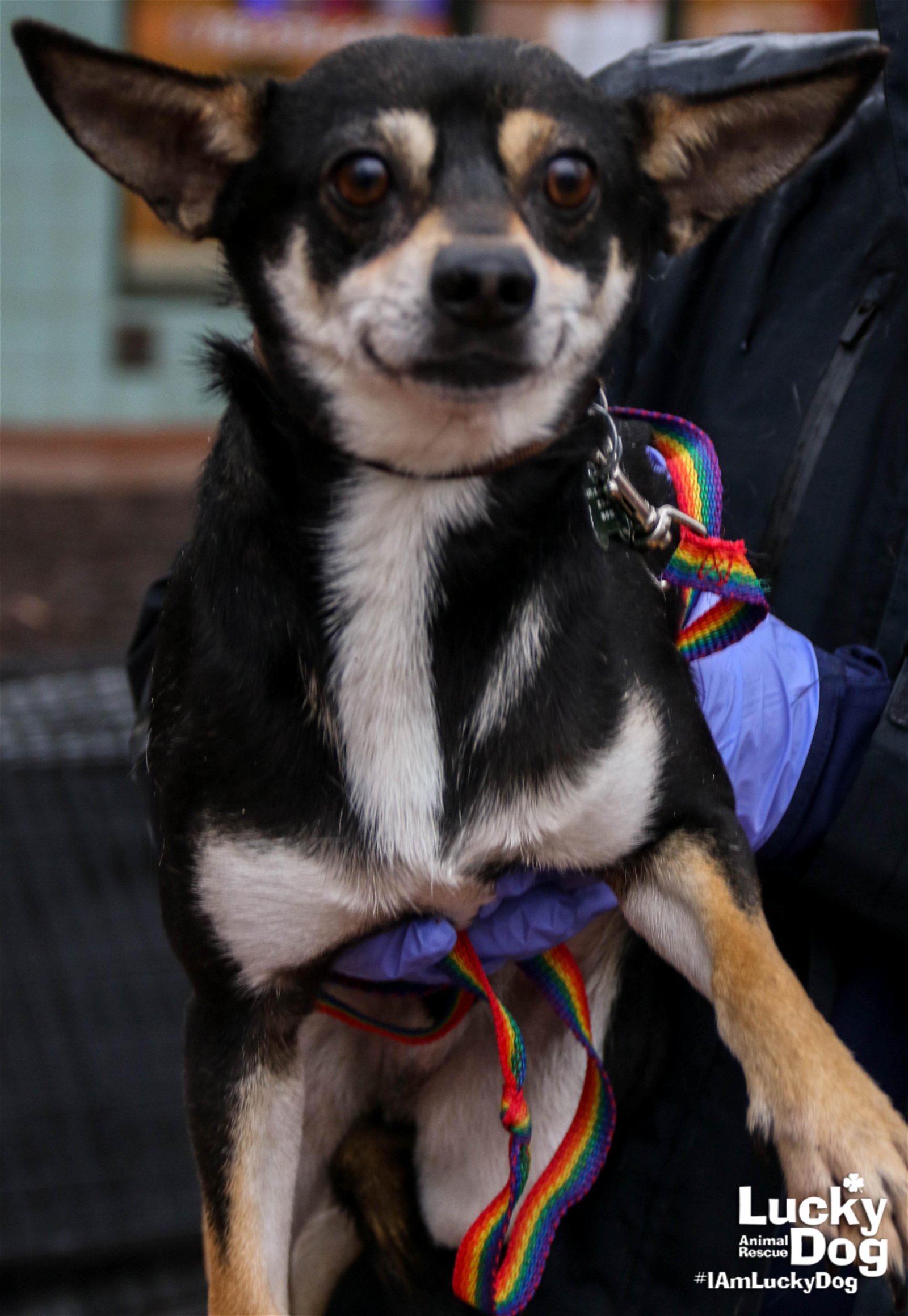 adoptable Dog in Washington, DC named Pedro