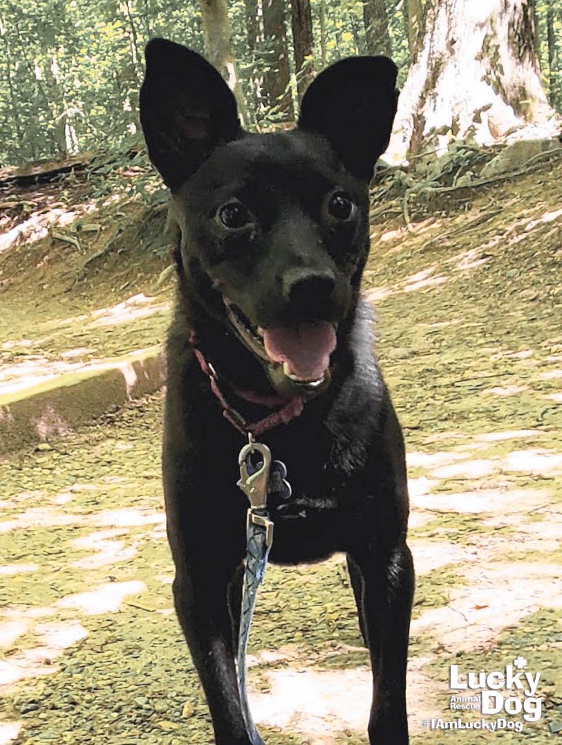 adoptable Dog in Washington, DC named Noelani