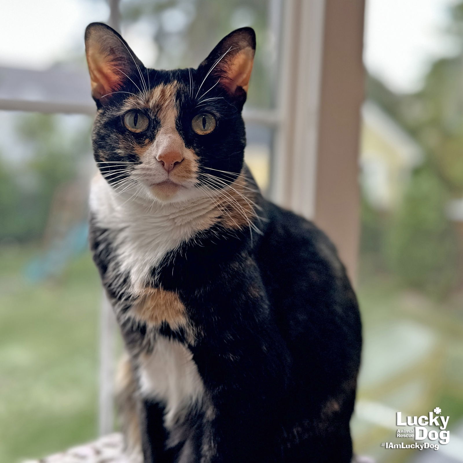 adoptable Cat in Washington, DC named Phyllis