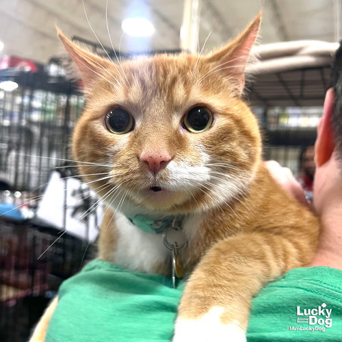 KING GEORGE - Domestic Short Hair available for adoption