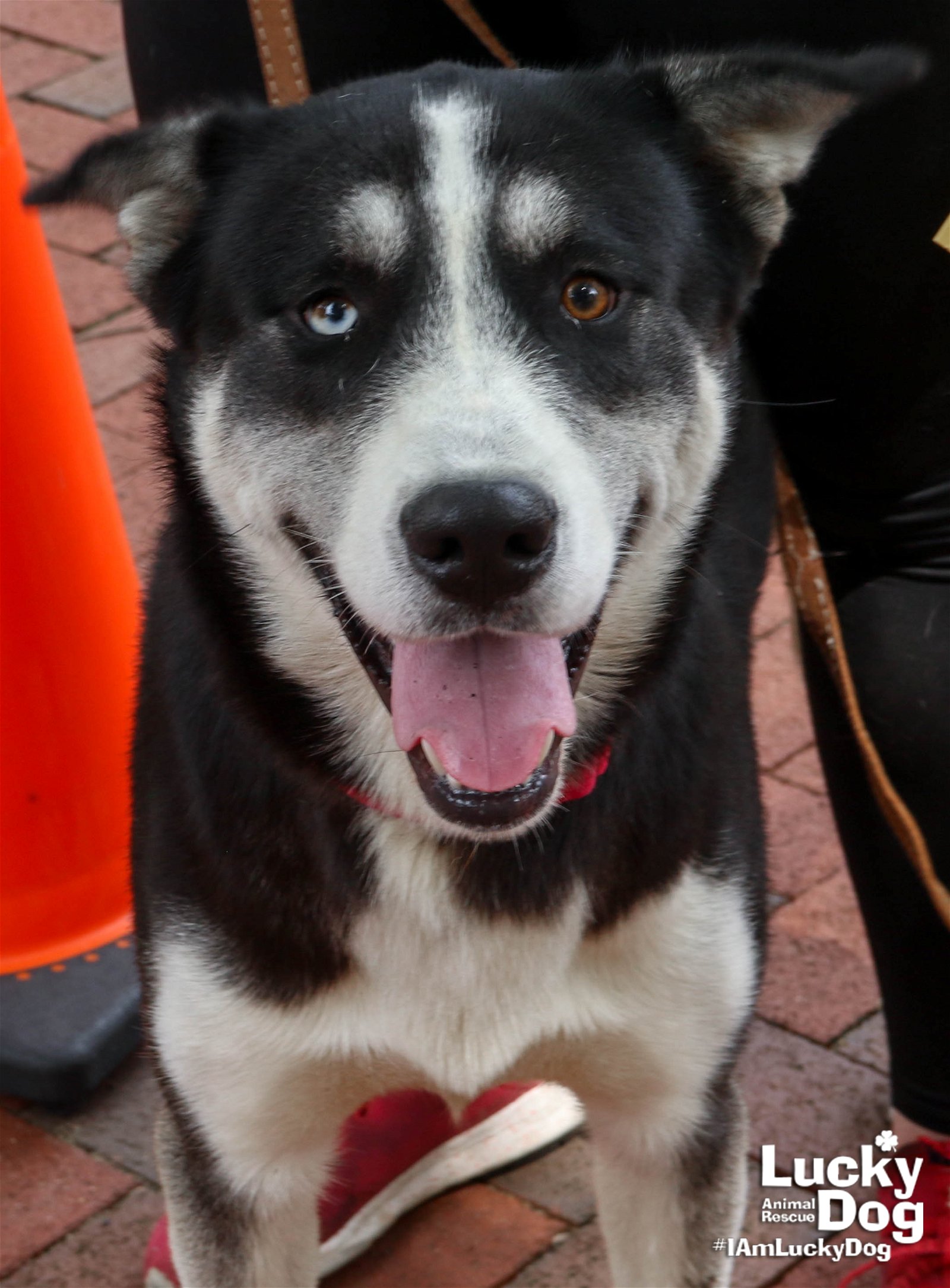 adoptable Dog in Washington, DC named Jet