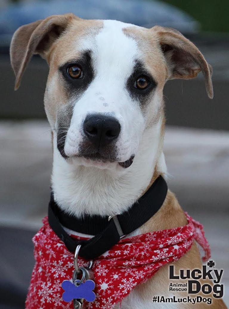 adoptable Dog in Washington, DC named Irving
