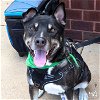 adoptable Dog in , DC named Charming