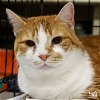 adoptable Cat in  named Lex