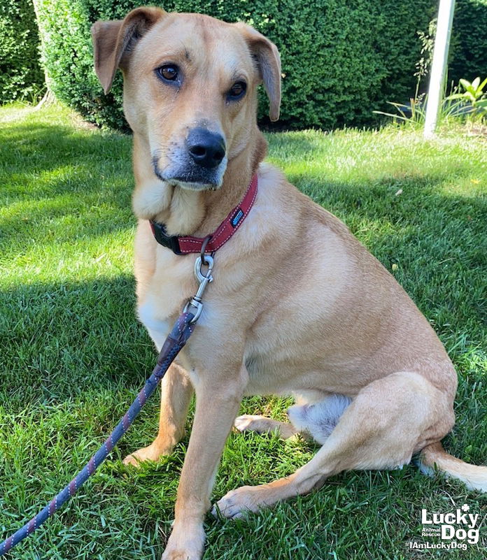 adoptable Dog in Washington, DC named Bart