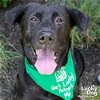 adoptable Dog in , DC named Mikey
