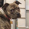 adoptable Dog in , DC named Nala Jean