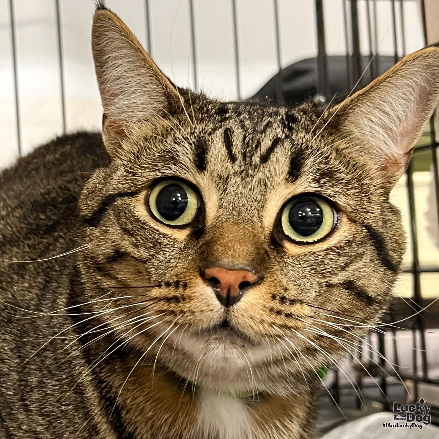 adoptable Cat in Washington, DC named Little Cub