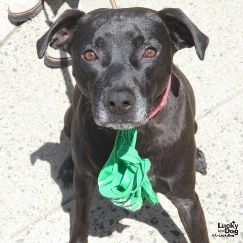 Icabod, an adoptable Labrador Retriever in Washington, DC