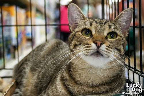 DOG and CAT Adoption Event at PetSmart in Alexandria