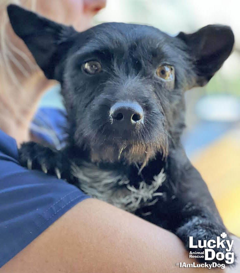 Lucky dog small breed 2024 rescue