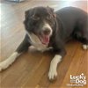 adoptable Dog in washington, DC named Avery