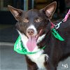 adoptable Dog in , DC named Avery