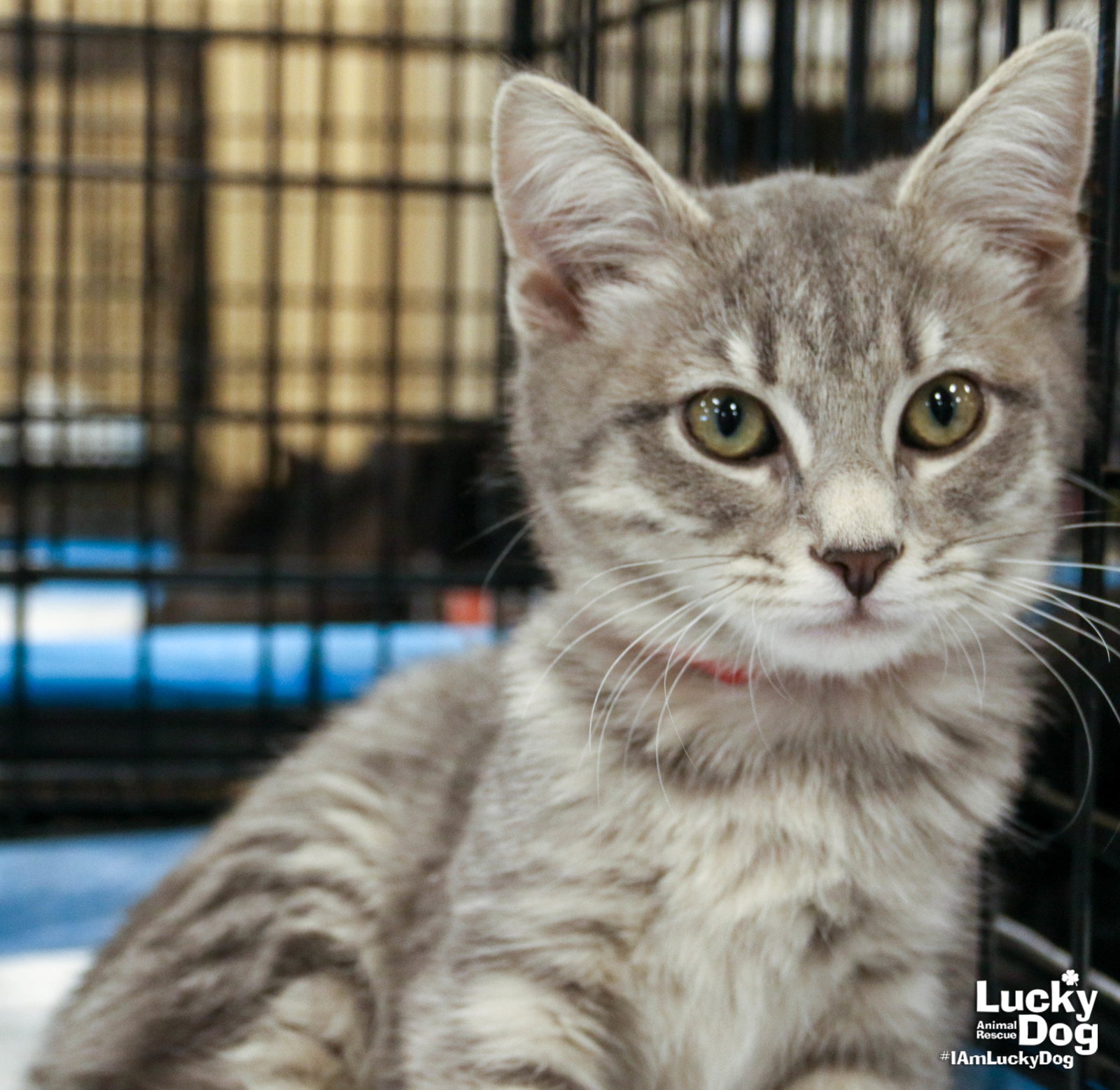 Cats for Adoption in Linton Hall, Virginia | Alpha Paw