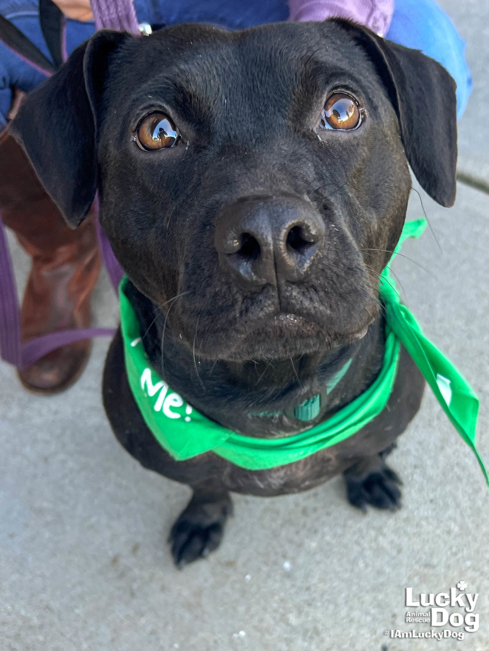 Adopt Lucky Dog Animal Rescue