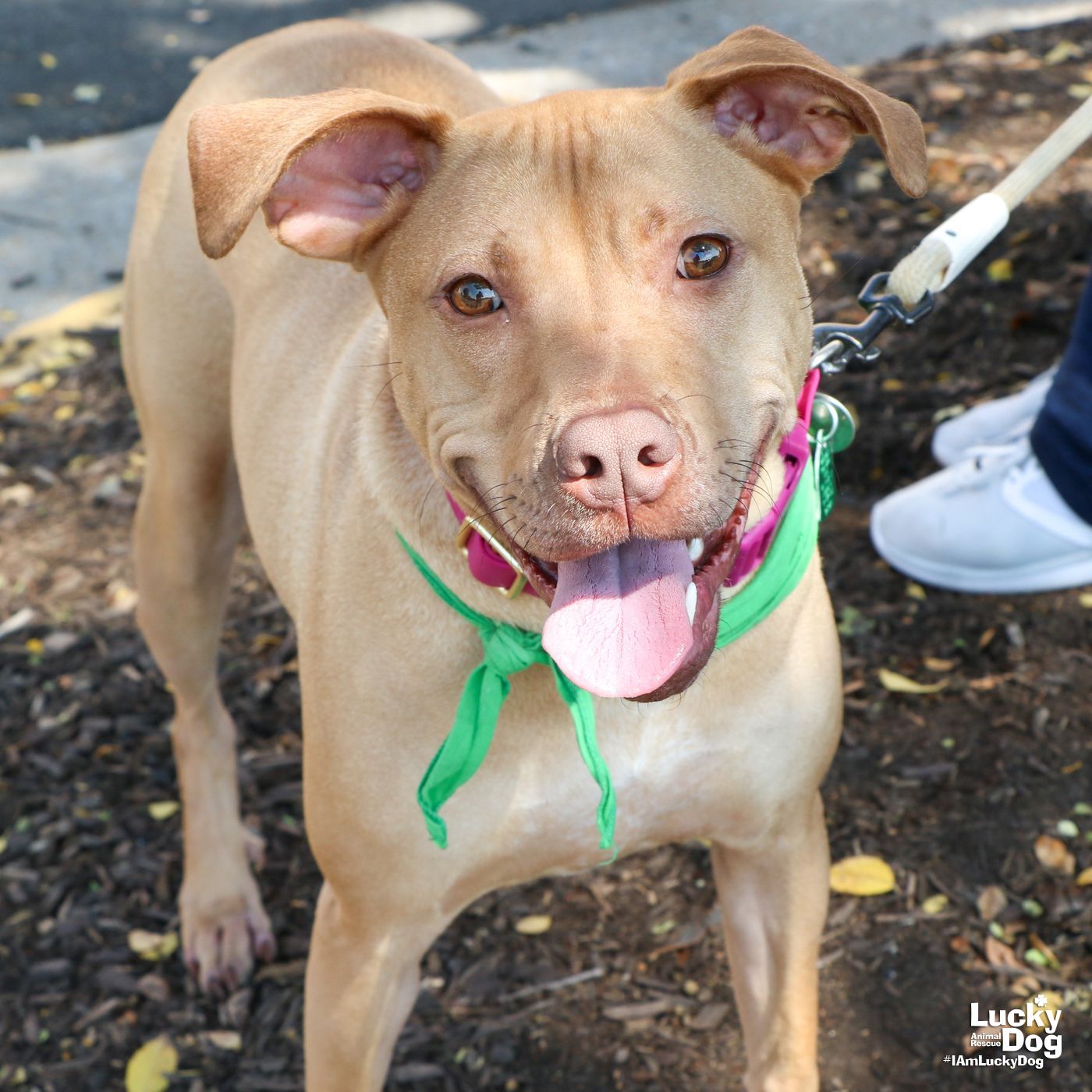 adoptable Dog in Washington, DC named Miss Serena