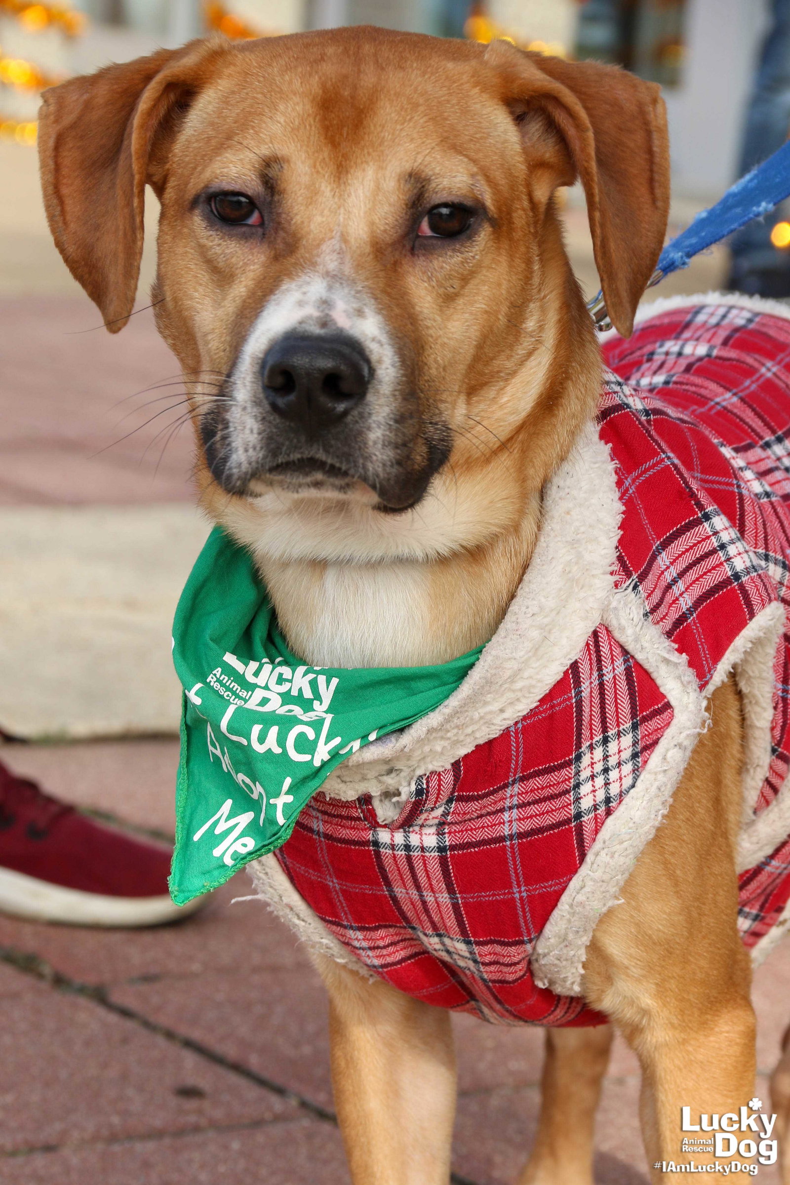 Adopt Lucky Dog Animal Rescue