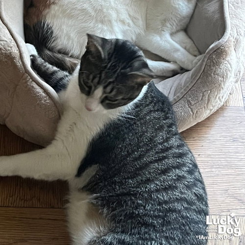George, Adult Domestic Short Hair / Tabby (short coat), cat for adoption in Manassas, Virginia