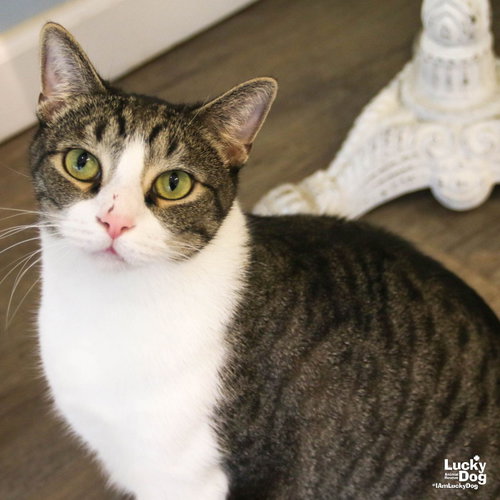 George, a cat for adoption from Lucky Dog Animal Rescue