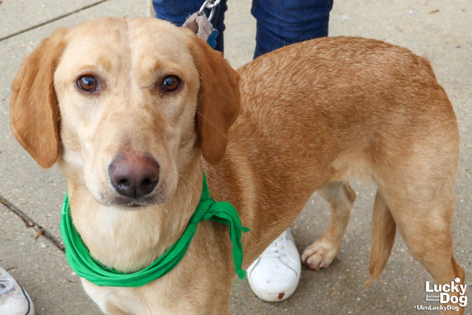Dog for Adoption Puddin, a Labrador Retriever in Bowie, MD Alpha Paw