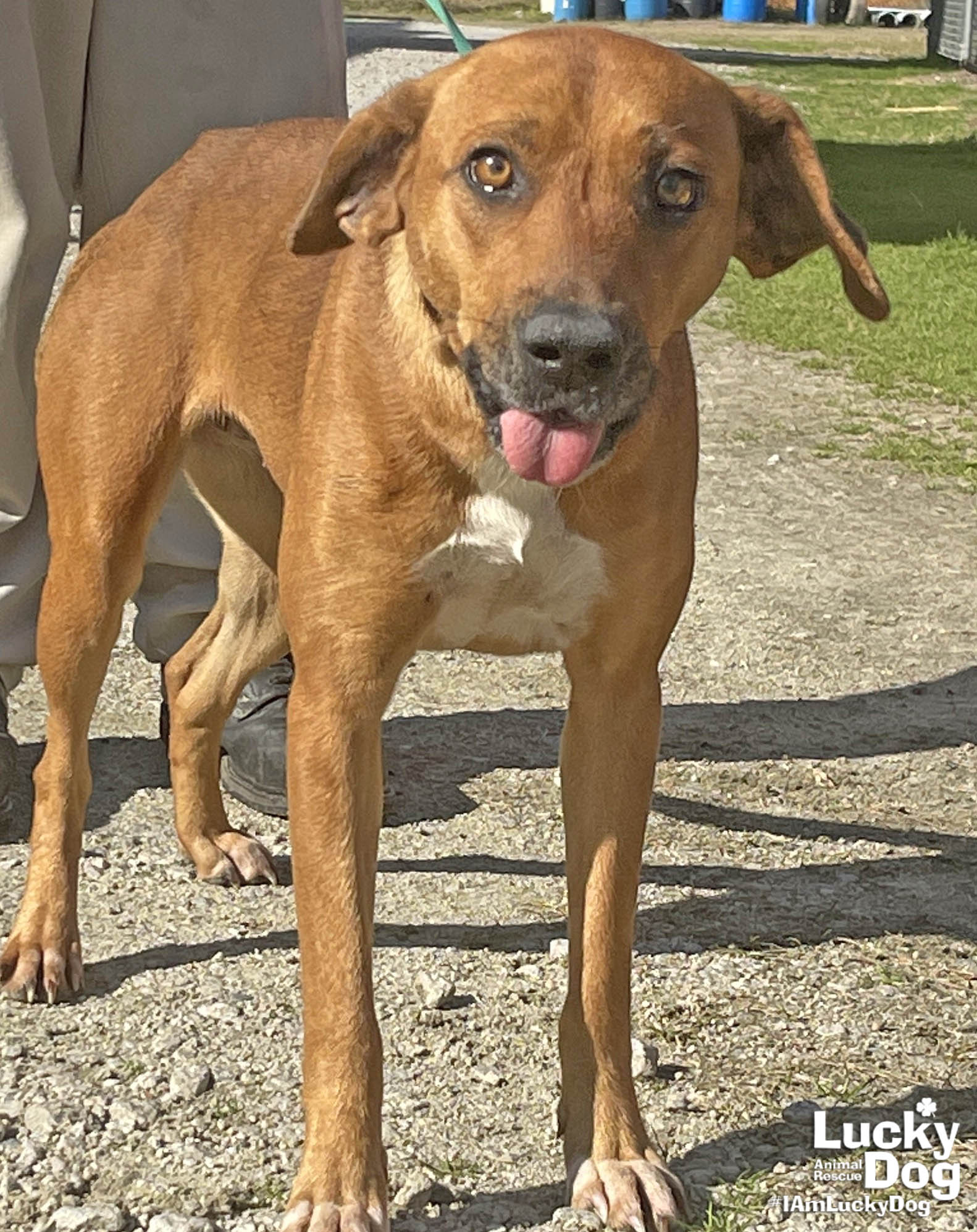 Adopt lucky dog animal rescue
