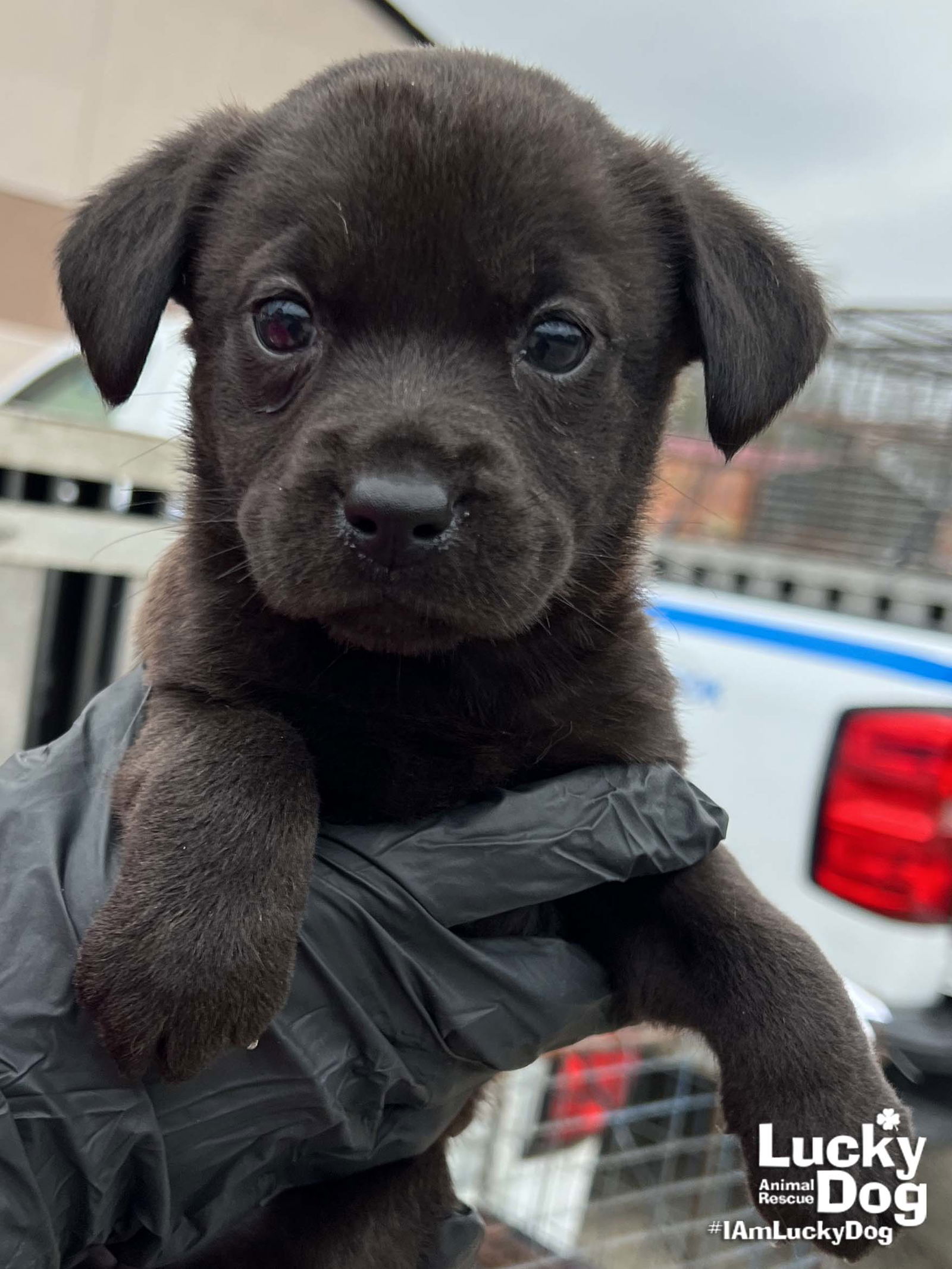Lucky Dog Animal Rescue