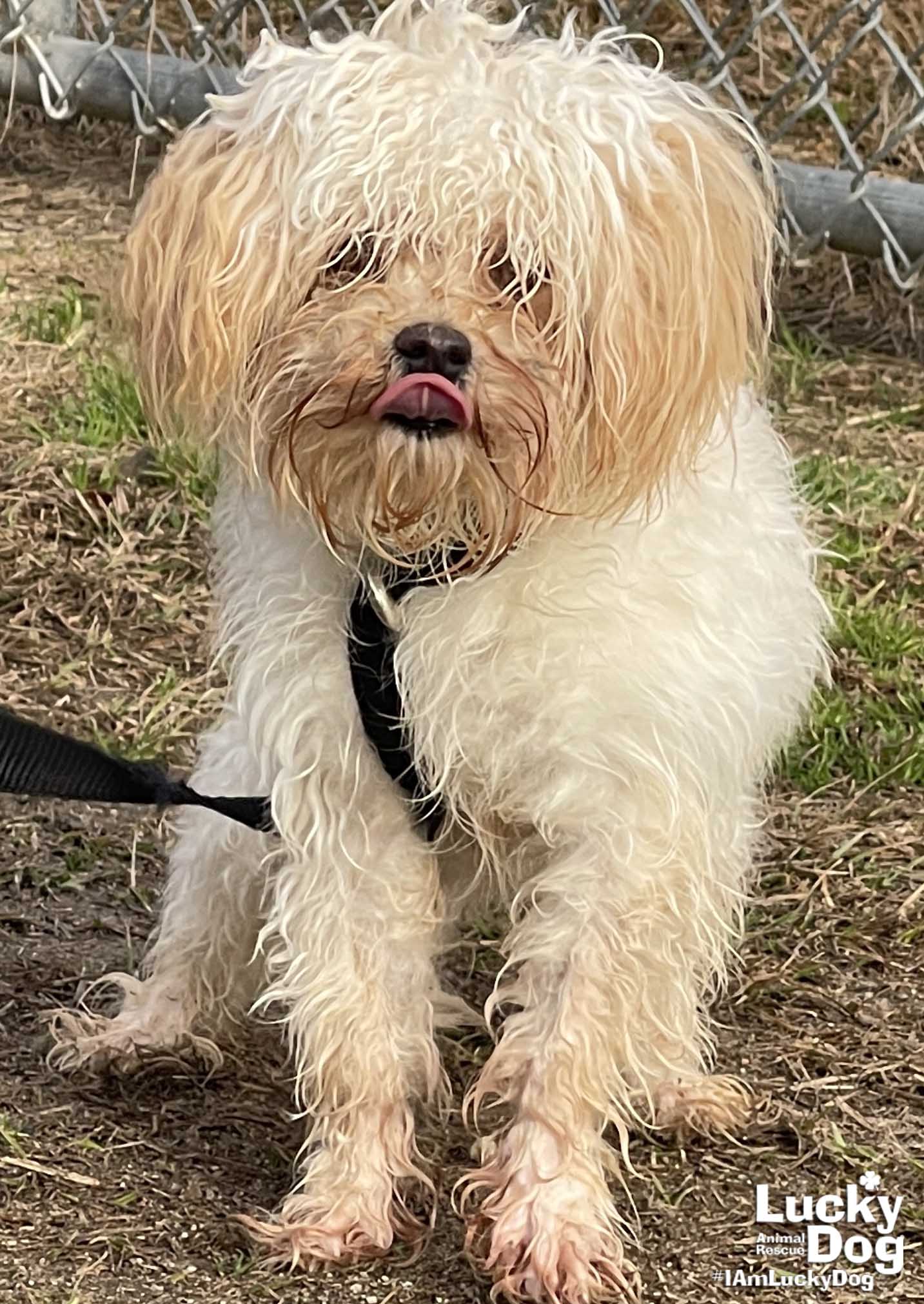 Dog for Adoption Peabody, a Maltese in Rossville, MD Alpha Paw