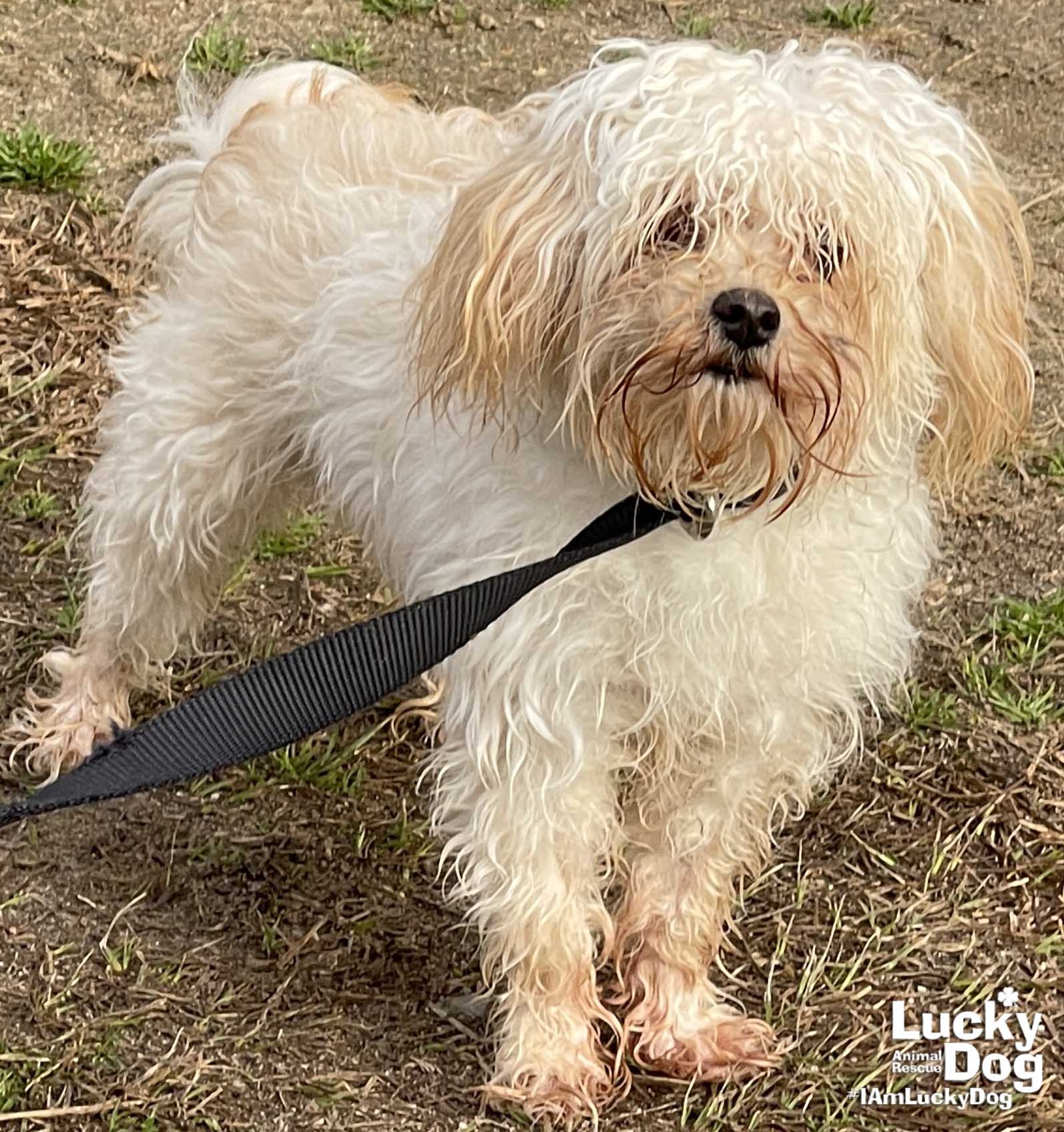 Dog for Adoption Peabody, a Maltese in Rossville, MD Alpha Paw