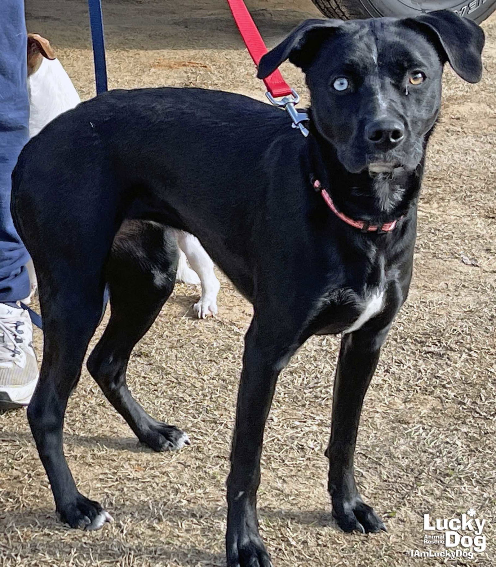 Adopt lucky dog animal rescue