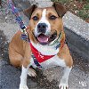 adoptable Dog in washington, dc, DC named Bison