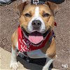 adoptable Dog in , DC named Bison