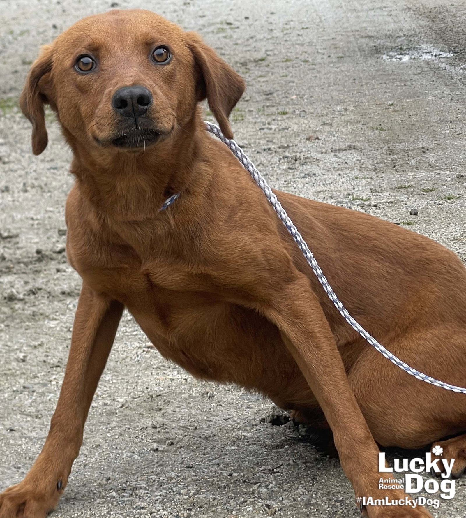 Lucky Puppy Dog Rescue & Kennel