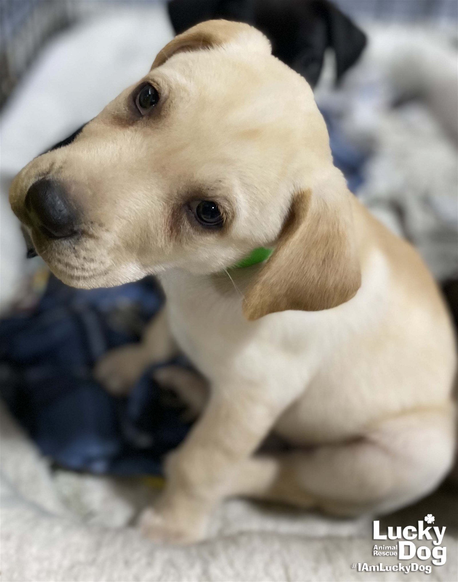 Puppy & Dog Adoption Event at PetSmart in Alexandria