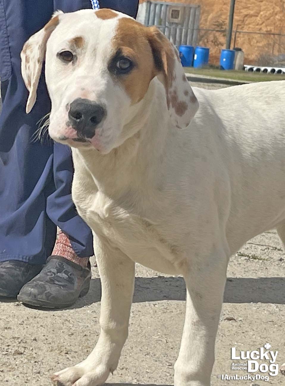 Dog for Adoption Mango, a Labrador Retriever in Mount Rainier, MD