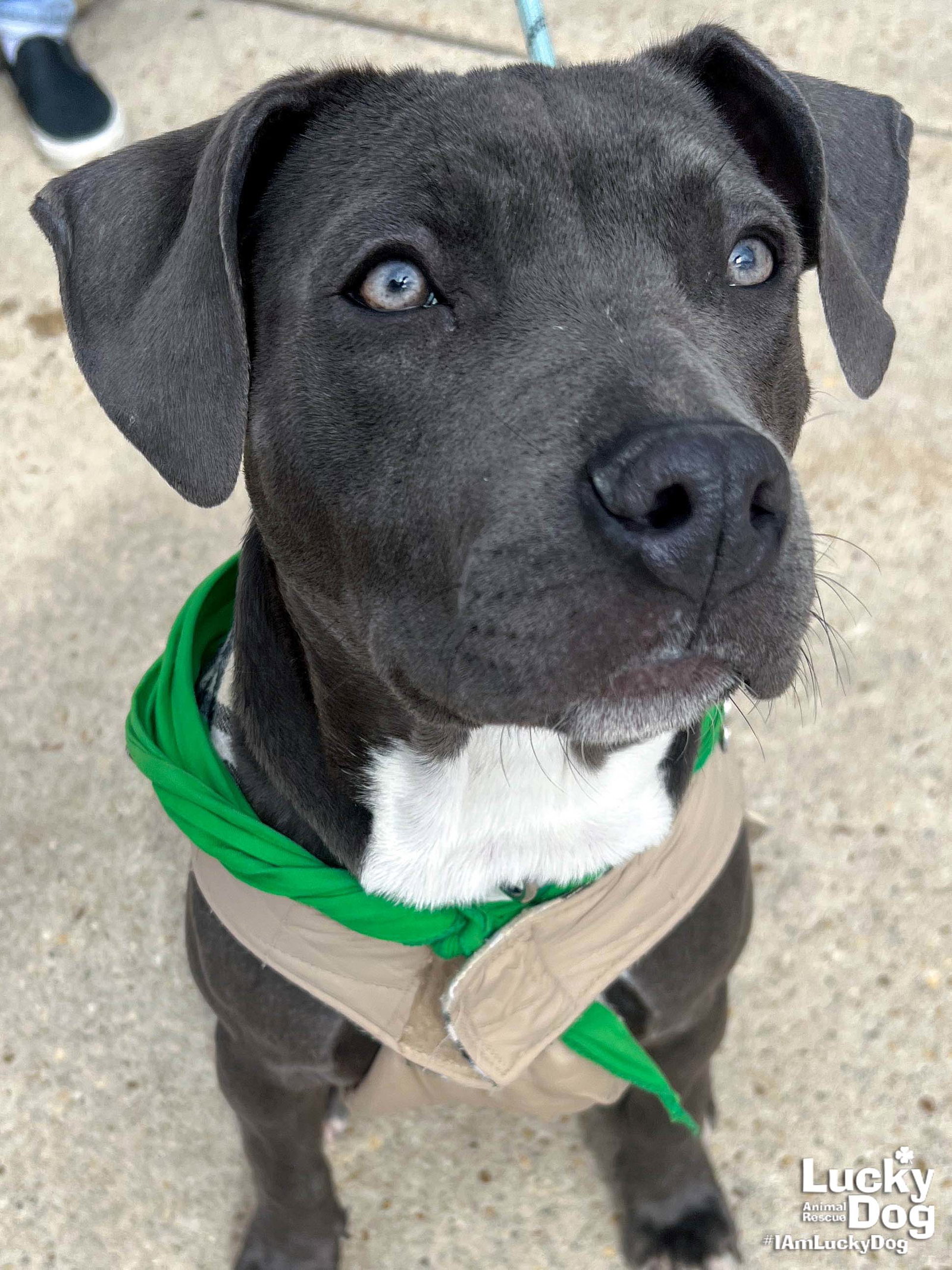 Dog for Adoption - Dani, a Pit Bull Terrier in Gainesville, VA | Alpha Paw