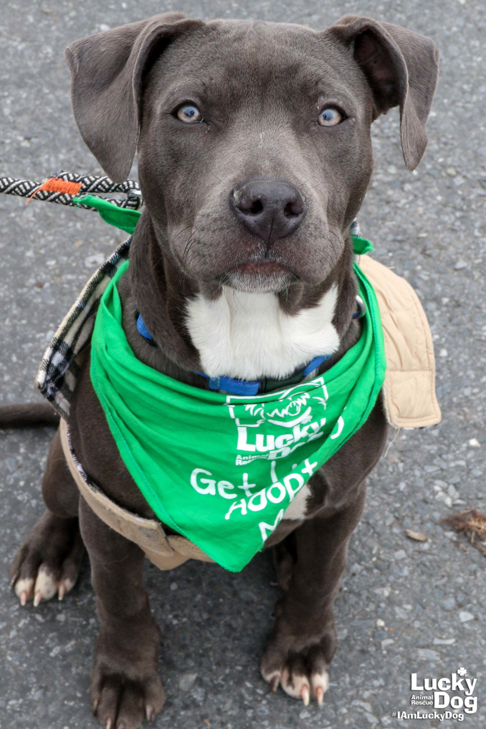 Dog for Adoption - Dani, a Pit Bull Terrier in Gainesville, VA | Alpha Paw