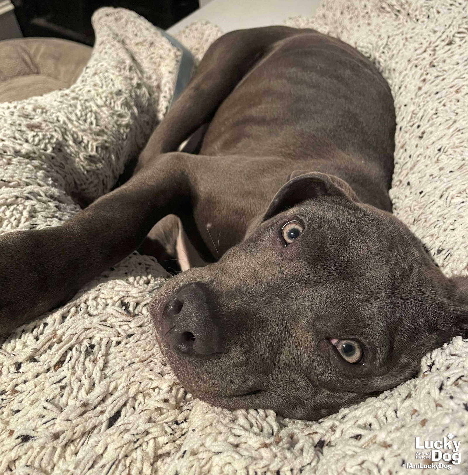 Dog for Adoption - Dani, a Pit Bull Terrier in Gainesville, VA | Alpha Paw