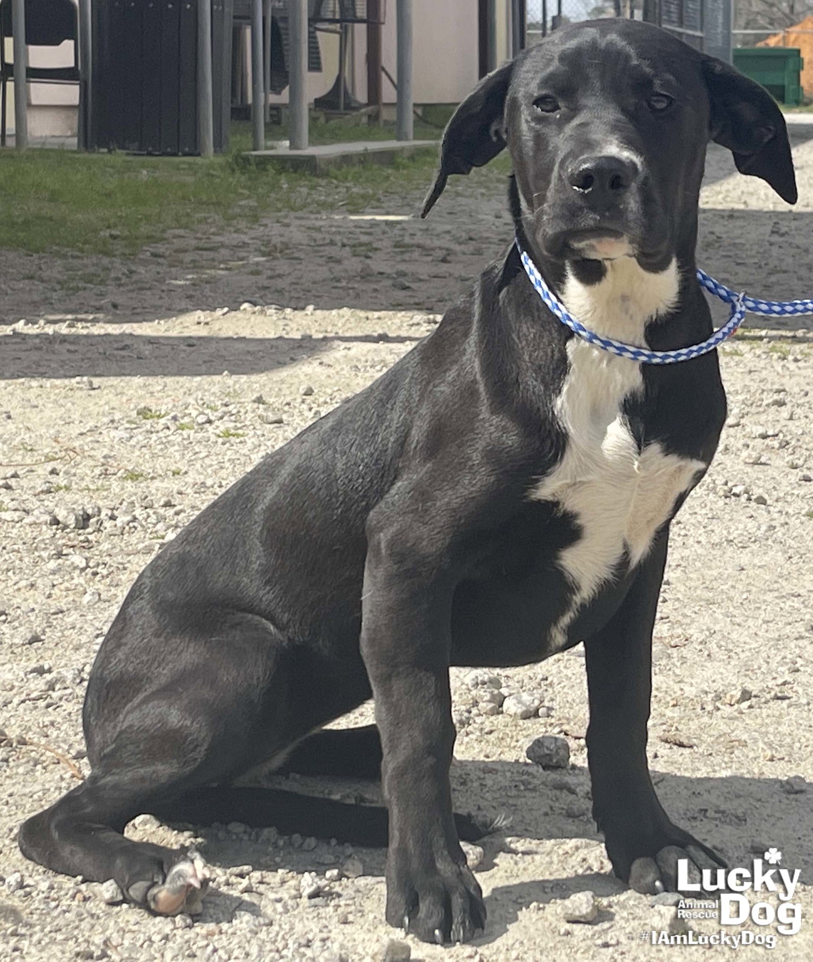 Dog for Adoption Honey Dew, a Labrador Retriever in Mayo, MD Alpha Paw