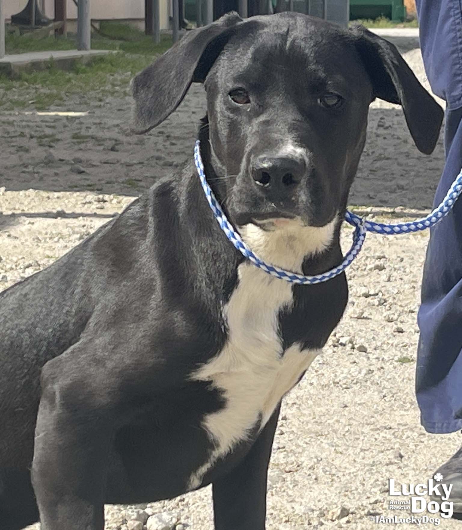 Dog for Adoption Honey Dew, a Labrador Retriever in Mayo, MD Alpha Paw