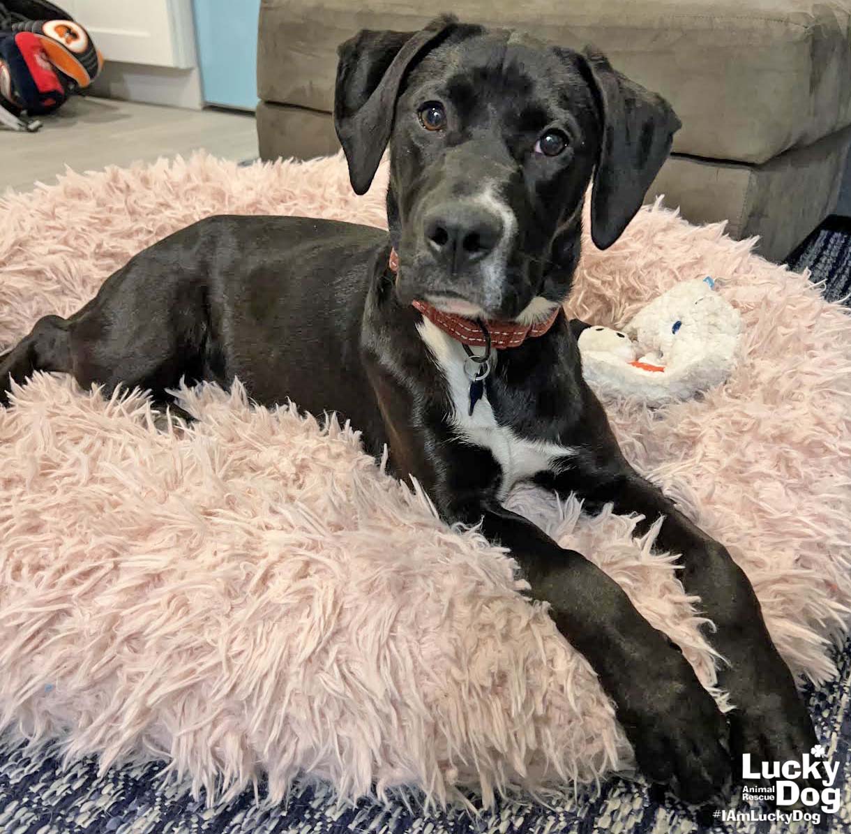 Dog for Adoption Honey Dew, a Labrador Retriever in Mayo, MD Alpha Paw