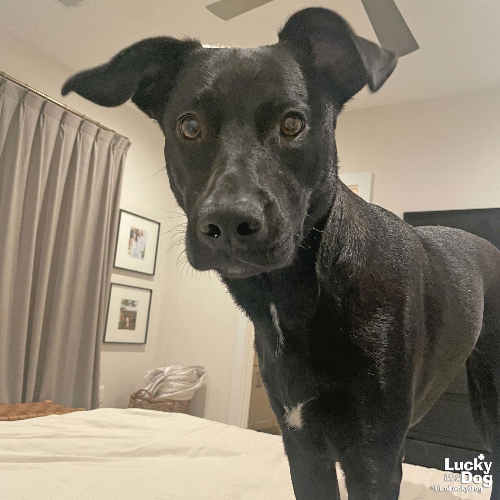 adoptable Dog in Washington, DC named Fia