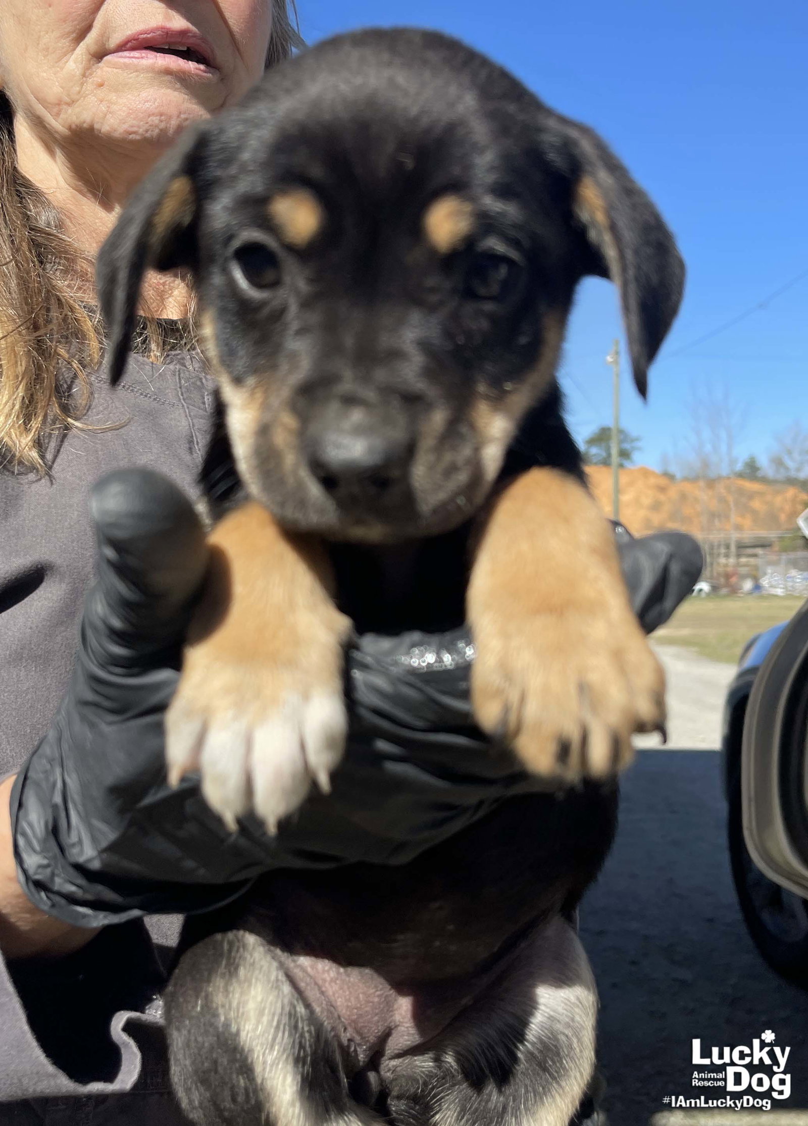 Dog for Adoption Daytona, a Labrador Retriever in Mayo, MD Alpha Paw