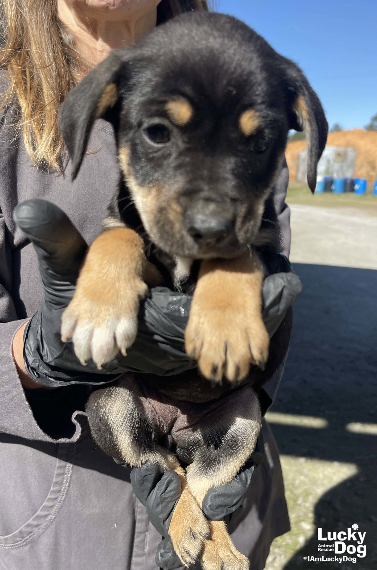 Dog for Adoption Daytona, a Labrador Retriever in Mayo, MD Alpha Paw