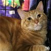 adoptable Cat in washington, DC named Joey