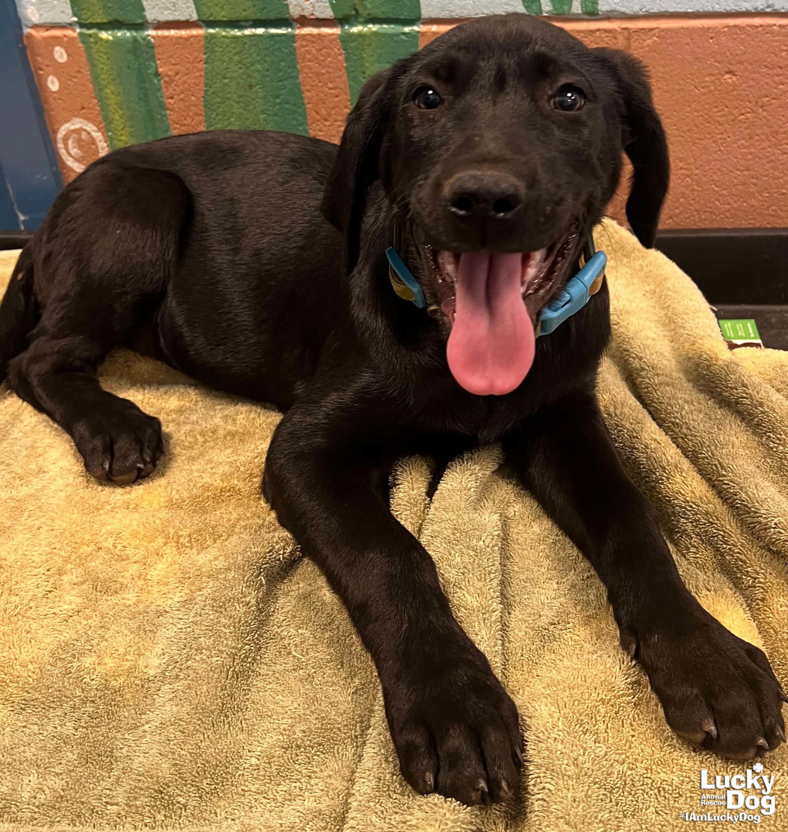 Dog for Adoption Strawberry, a Labrador Retriever in Centreville, MD