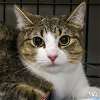 adoptable Cat in  named Maisy
