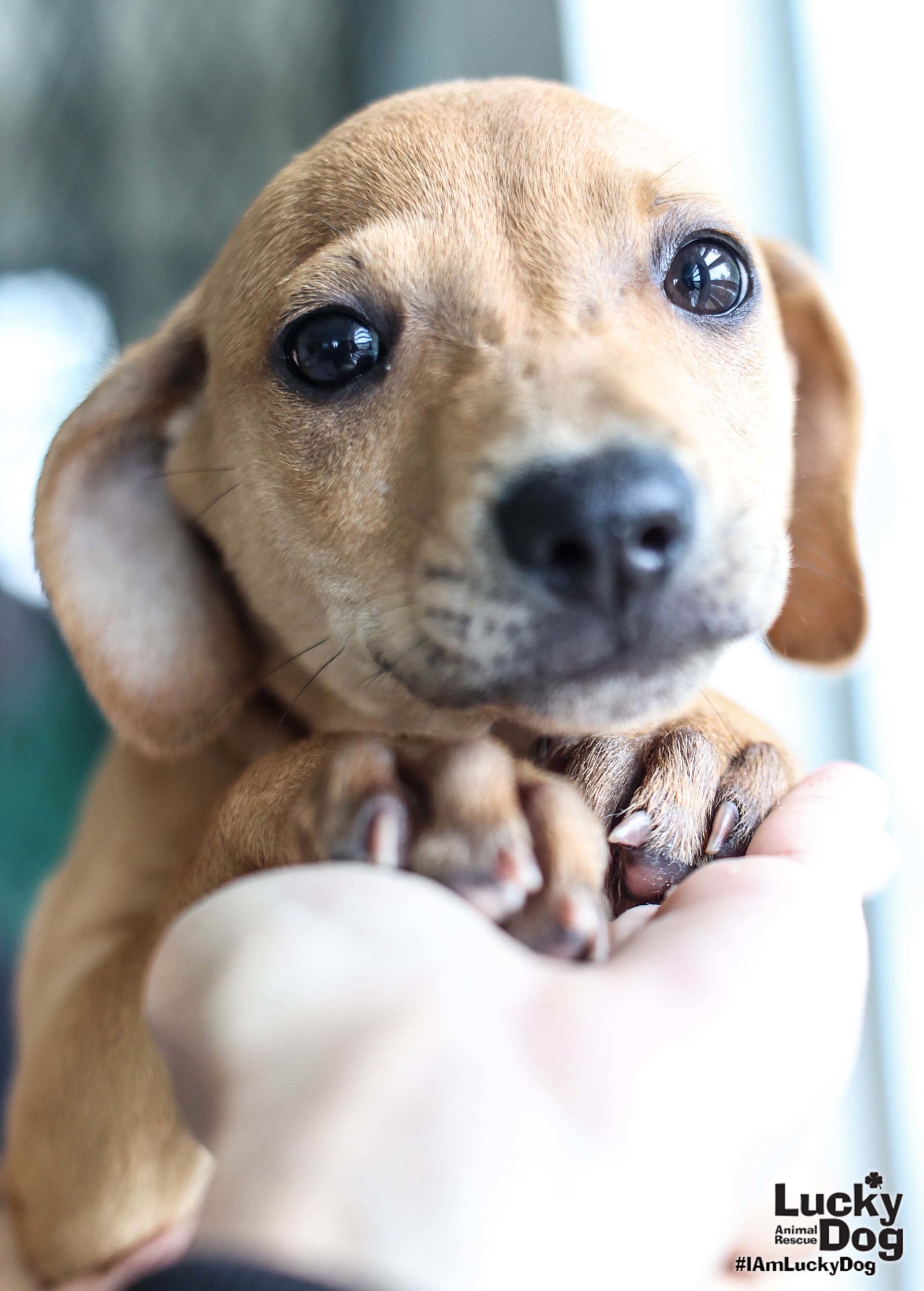 Dog for Adoption Nuri, a Terrier in Beltsville, MD Alpha Paw