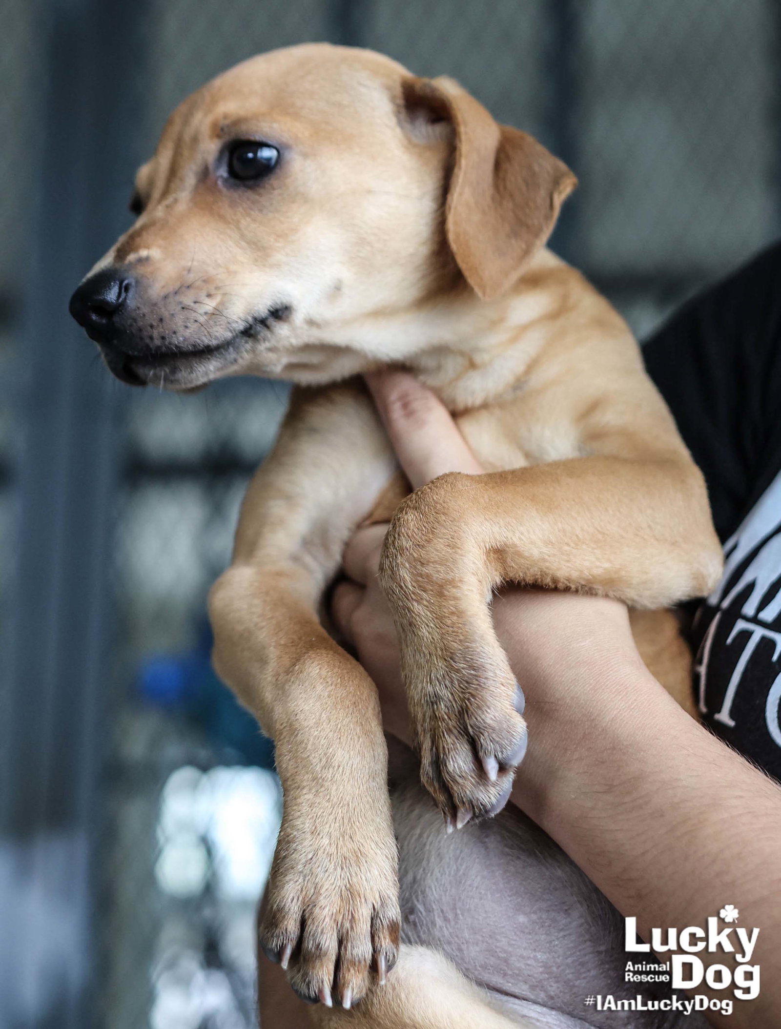 Dog for Adoption Nuri, a Terrier in Beltsville, MD Alpha Paw