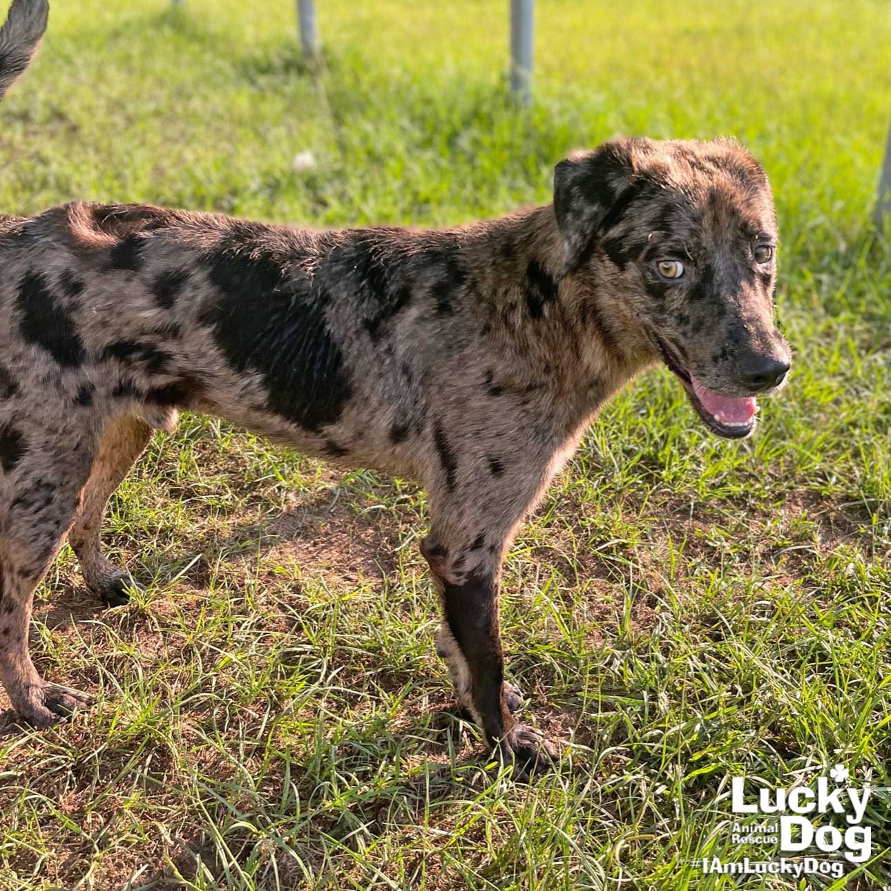 catahoula leopard dog australian cattle dog mix