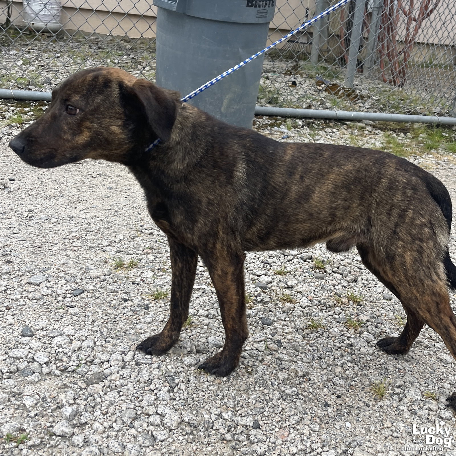 Dog for Adoption Dawson, a Shepherd in Talbot County, MD Alpha Paw